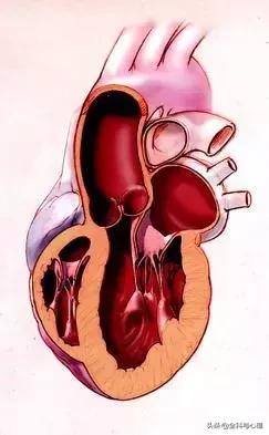 心脏说明书,这份通俗易懂的心脏说明书请收好