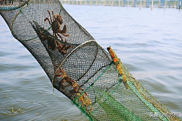 阳澄湖大闸蟹为什么能独占鳌头,阳澄湖大闸蟹上岸