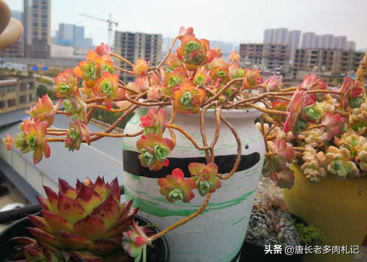 多肉上盆后一直不服盆怎么办,多肉阿伦培夏天上盆好服盆吗