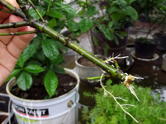 栀子花扦插生根了多久可以土培,栀子花怎么土培扦插成活率高