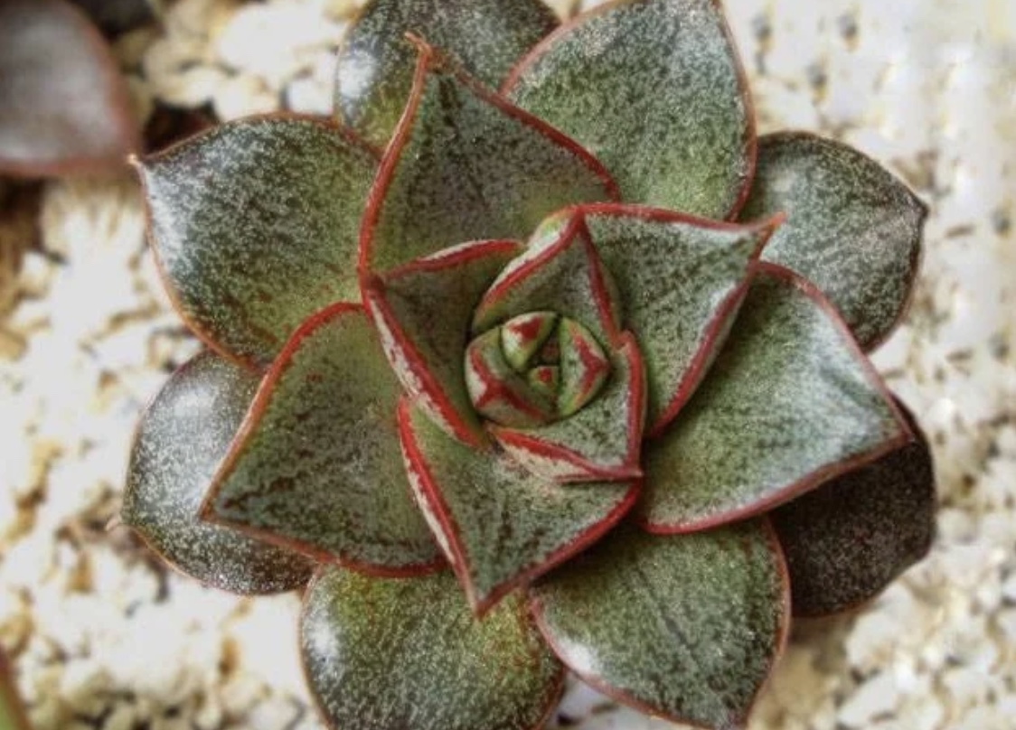 最美最好养的多肉法师,最美的多肉植物排名