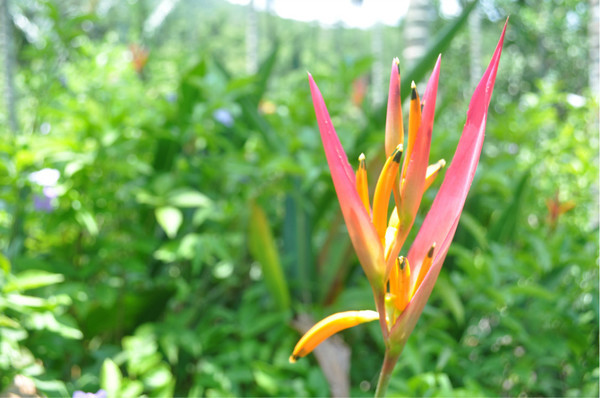 三亚自由行旅游攻略超详细哦,三亚旅游自由行全攻略