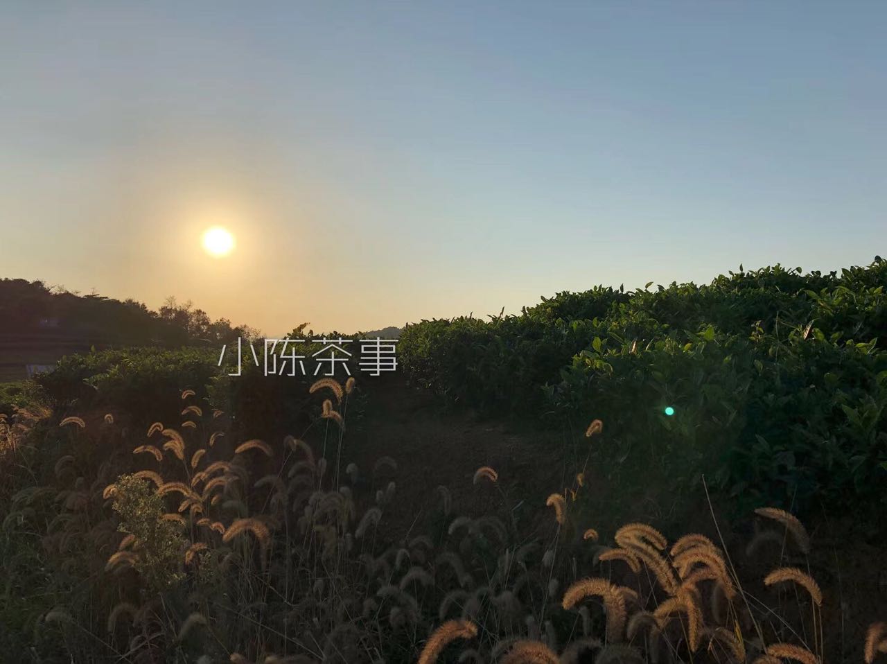 好喝的白茶的滋味,好喝的白茶视频