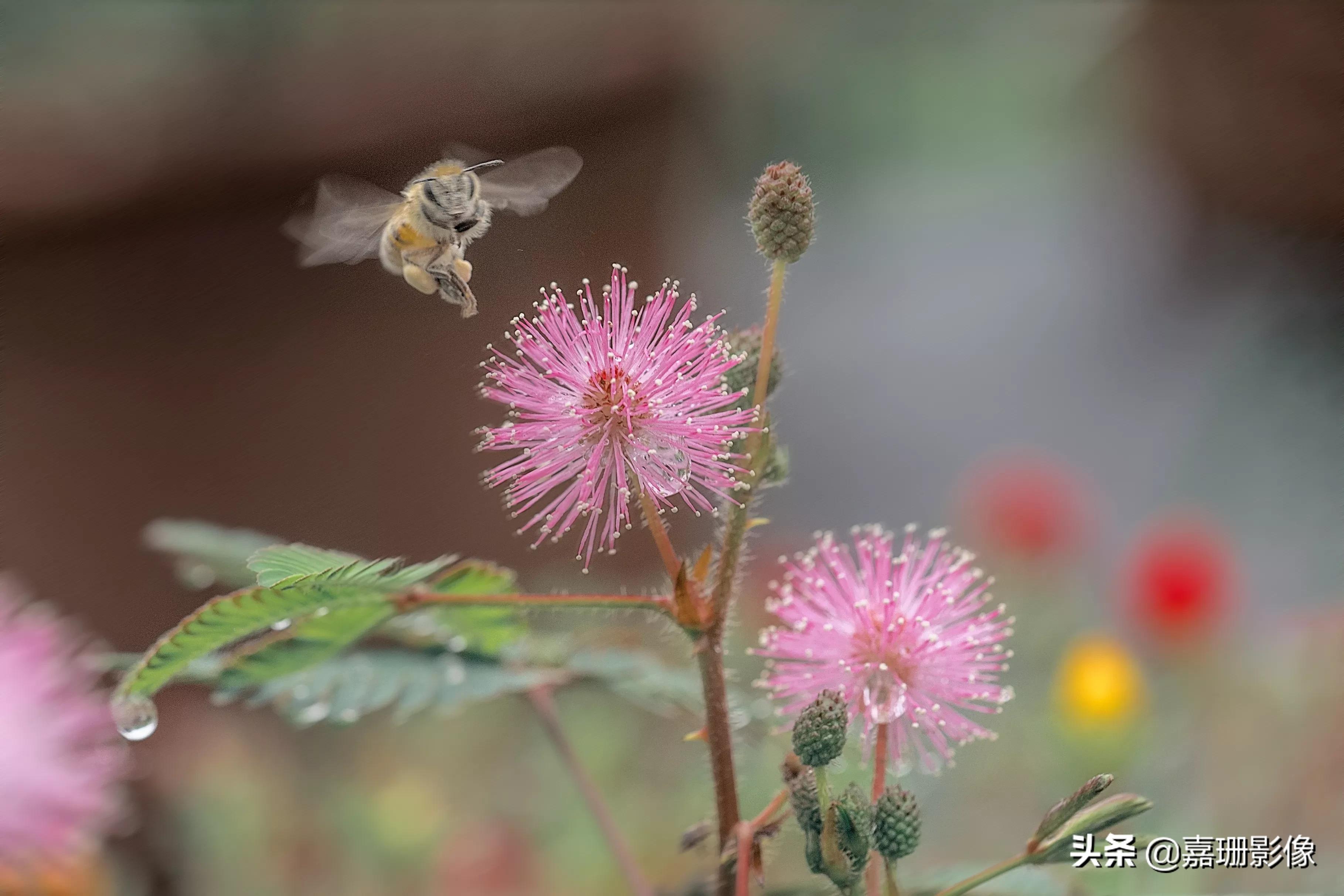 看看花容，听听花语2020年我镜头里的百种花卉