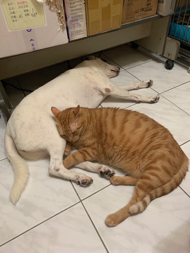 猫咪和狗狗打架出现应激反应,当狗被猫群殴时