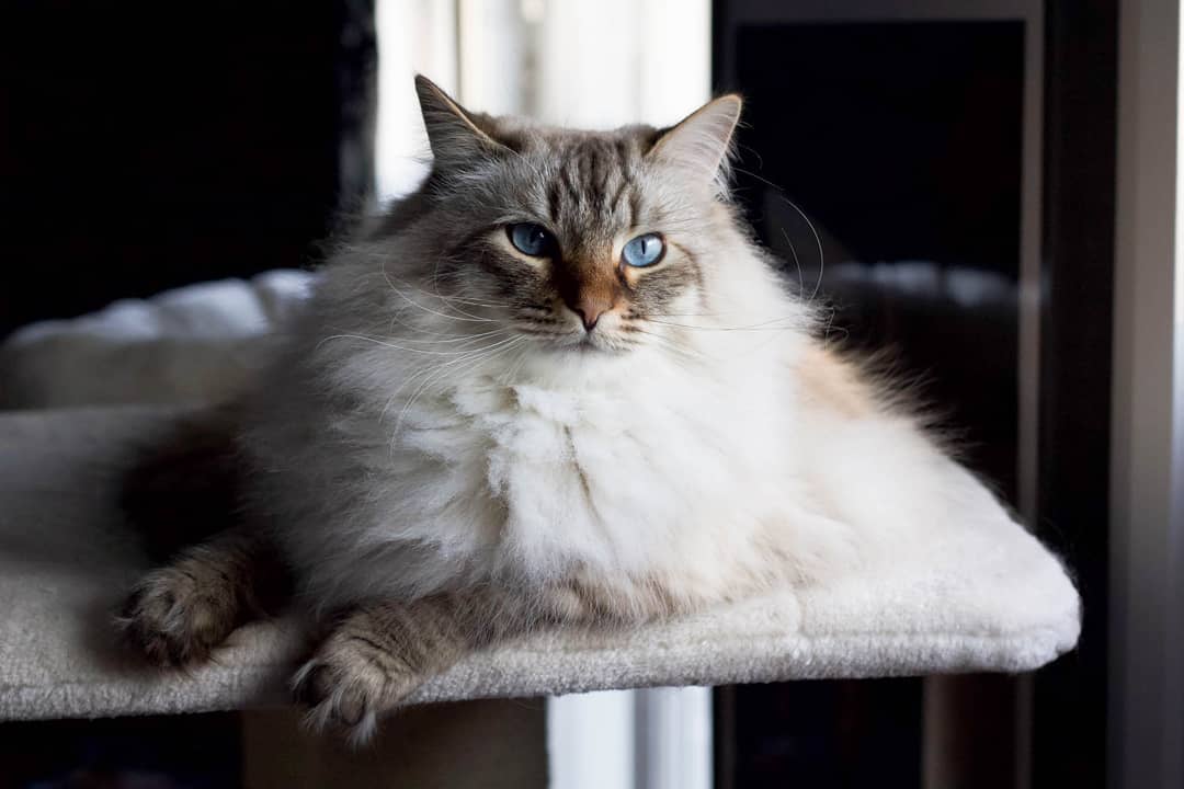 去除猫尿的洗涤方法,衣物去猫尿味最有效的方法