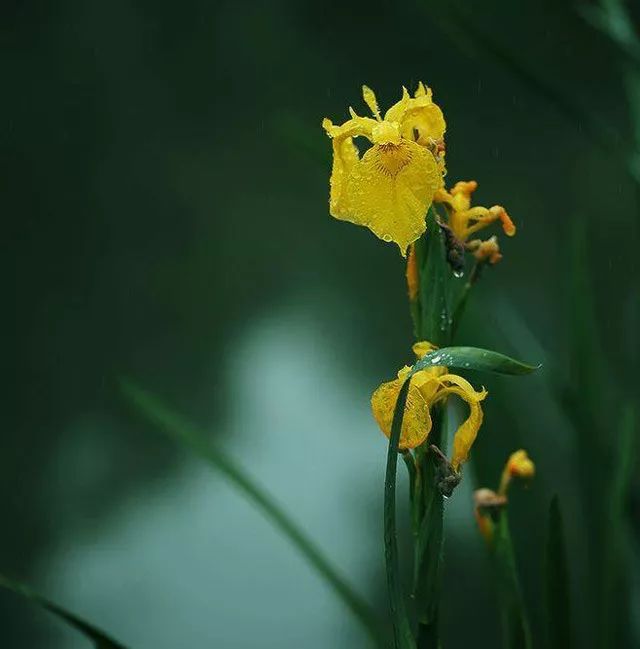 雨水花园植物区,雨水花园水生植物