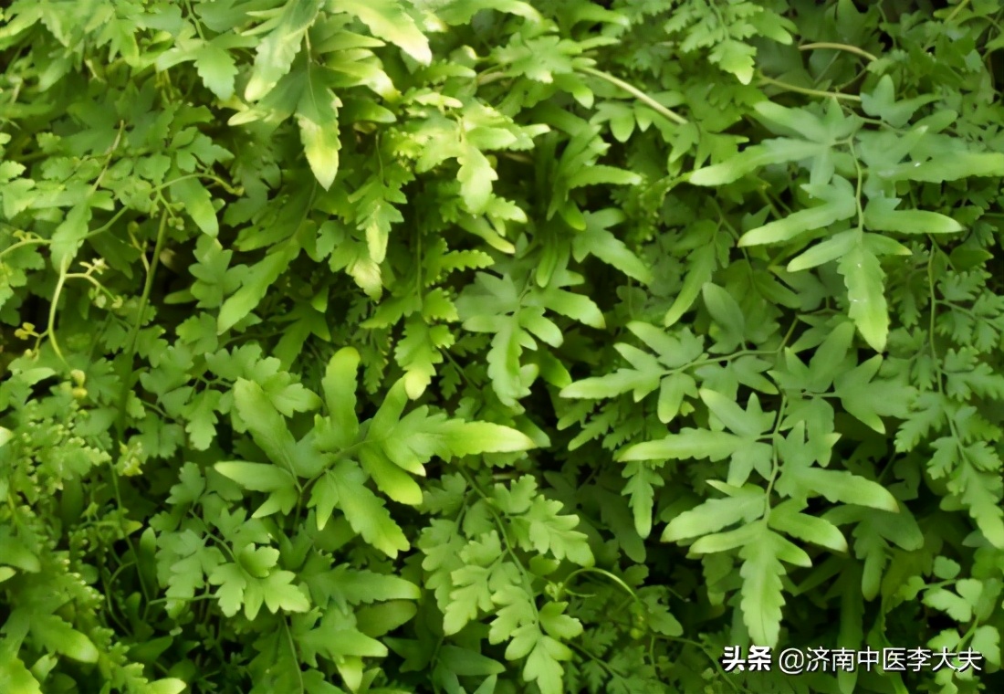 膀胱湿热会导致小便泡沫吗,膀胱湿热会导致什么