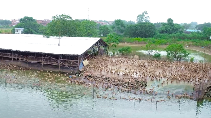 乡村振兴畜牧发展前景,乡村振兴渔业发展