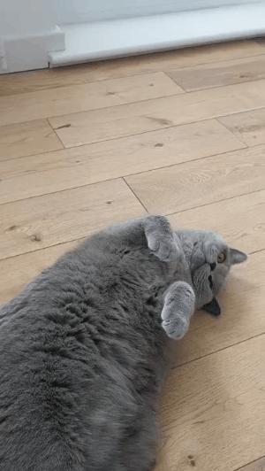 猫咪和主人的温馨时刻,和猫咪快乐的瞬间