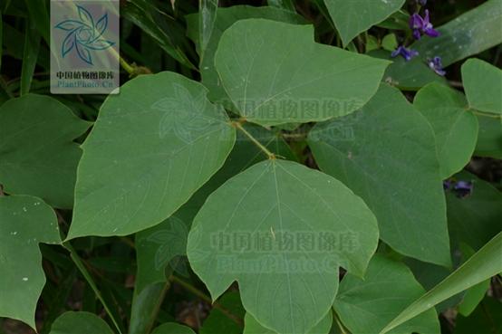 葛根功效差不多的中药,葛根到底是什么草药