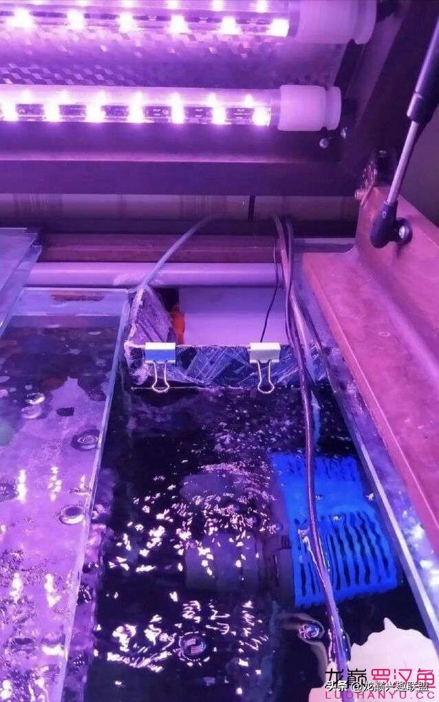 可丽爱鱼缸溢流区噪音彻底解决,鱼缸周转箱出水口噪音大如何消除