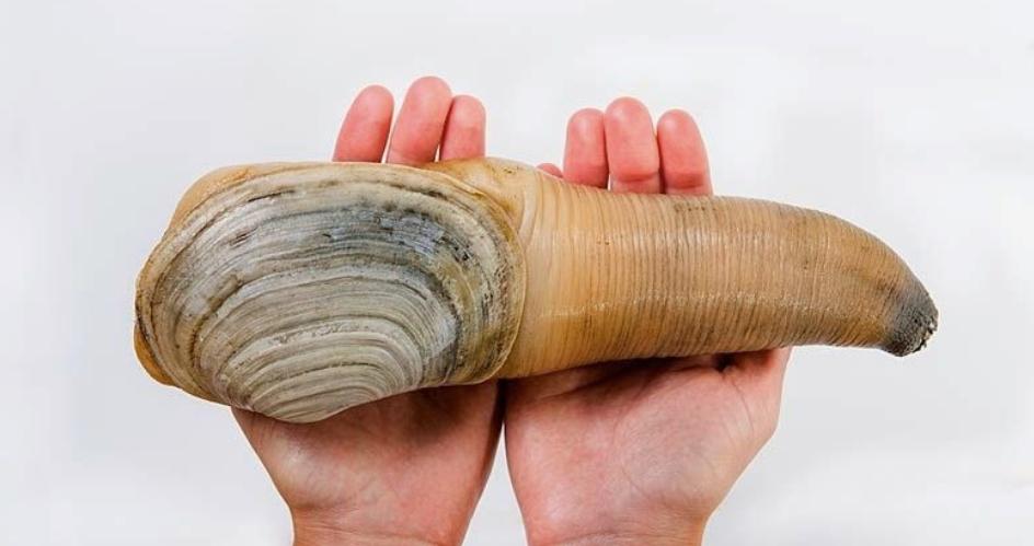 高校吉祥物盘点,高校吉祥物图鉴大全