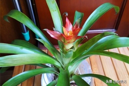 鸿运当头春天怎么养,小丽花冬天枯萎了怎么养