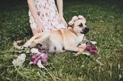 关于狗狗怀孕、孕期的最全知识储备，铲屎官快快收藏备用！