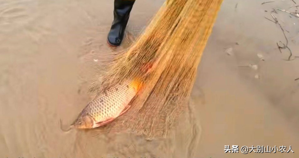 四大家鱼为什么那么难吃,四大家鱼之首的青鱼为何可怕