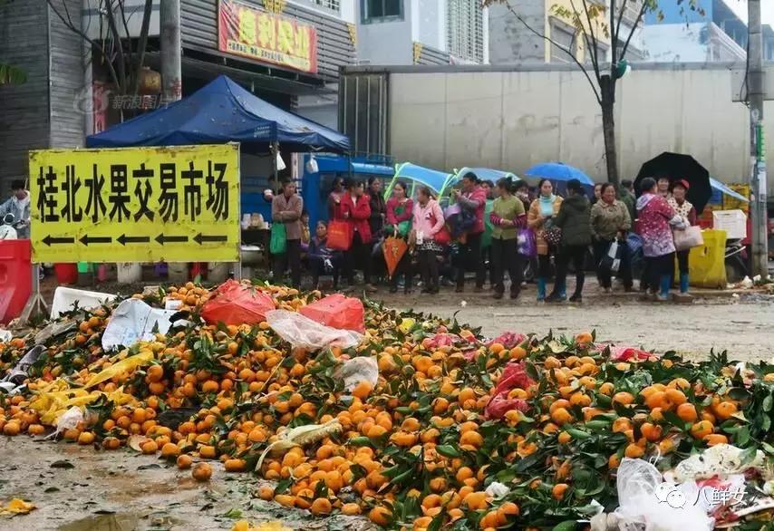 广西近年来柑橘滞销问题,广西柑橘滞销的原因数据