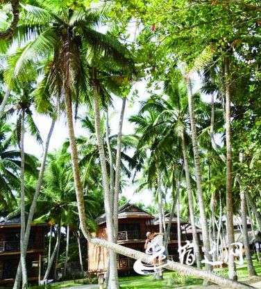 我的照片里有棵树这是一棵有故事的树