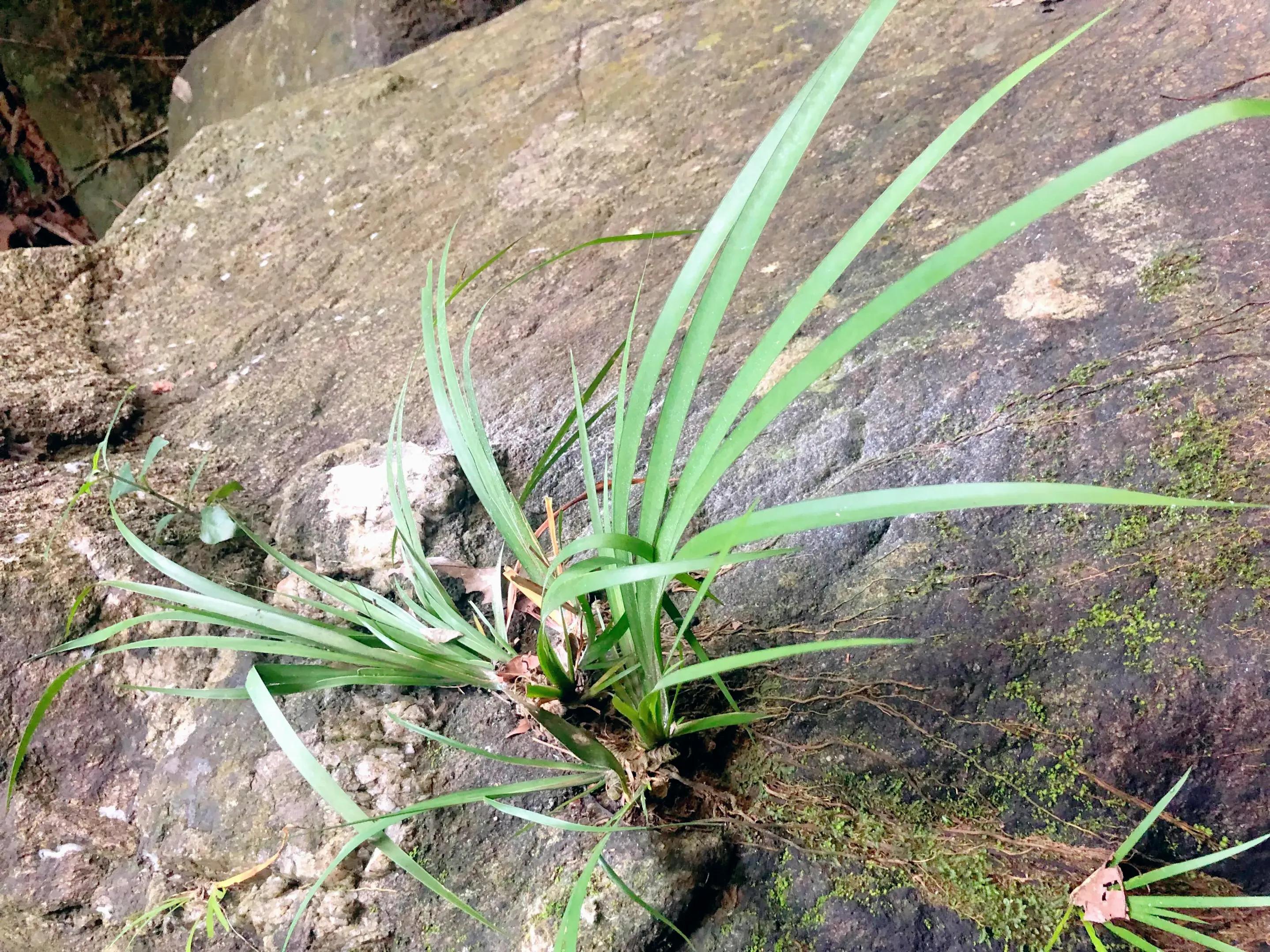 深山野岭野生植物,深山老林野菜植物