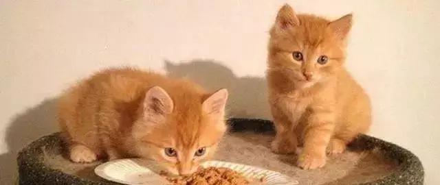 橘猫的7大优点养过的人都说好,自从养了猫才知道什么是爱