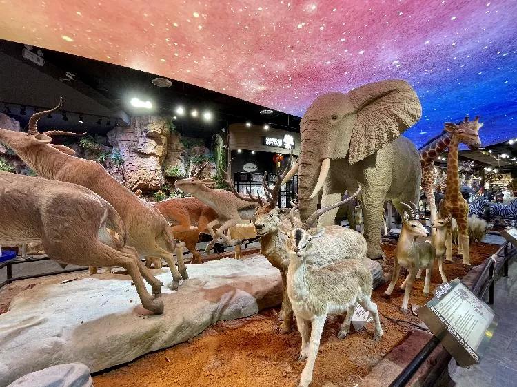 智汇八方｜卡通尼乐园打造博物馆互动游玩新体验