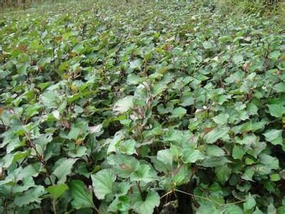 折耳根怎样种植才能高产,折耳根的种植方法和时间和技巧