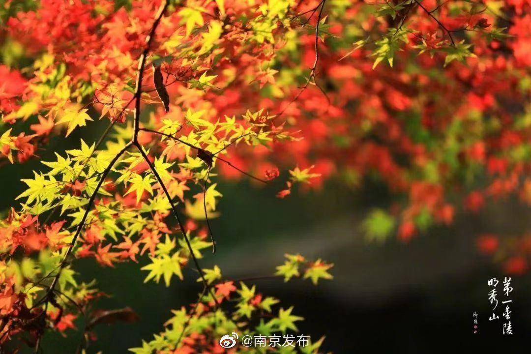 初春南京一日游攻略导图,南京秋景一日游的攻略