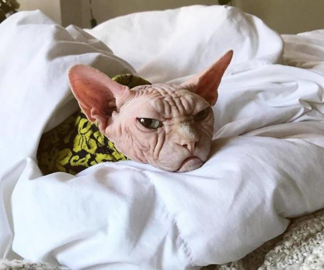 为什么喜欢斯芬克斯猫,斯芬克斯猫亲近人吗