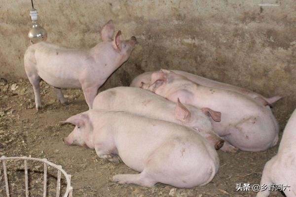 猪催肥最快的偏方,猪催肥剂的最简单快速催肥方法