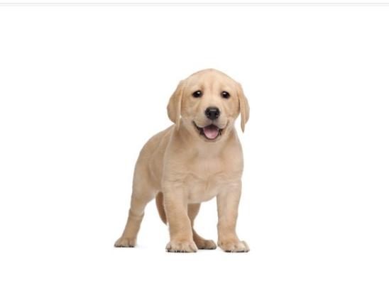 狗狗打疫苗前注意事项及禁忌,狗狗怀孕后注意事项