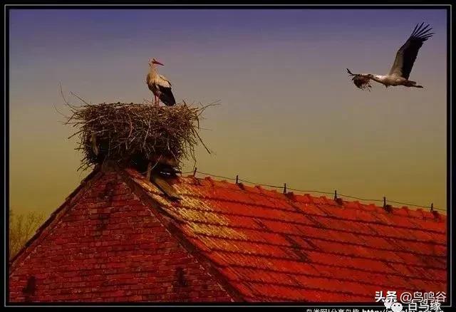 各国国鸟国宝有哪些,各国国鸟大小排名