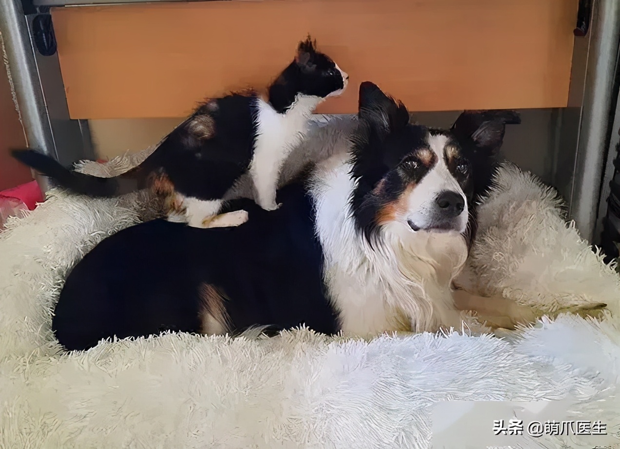 猫咪长大后还认得出兄弟姐妹吗,猫咪长大还记得自己的同胞兄弟吗