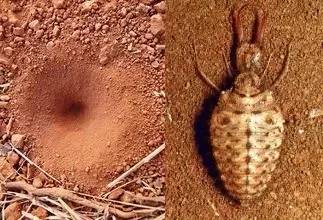 中国稀有动植物名称及分布,中国植物动物介绍