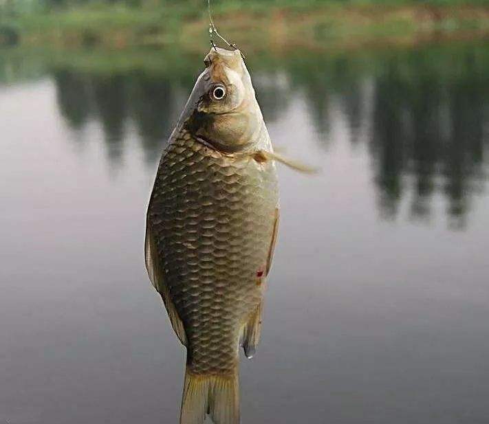 鲫鱼竿两斤以下实用性强吗,鲫鱼竿野钓实用性