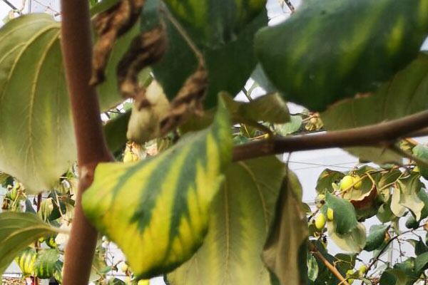 青枣叶片黄点图片,青枣叶片黄化怎么补救