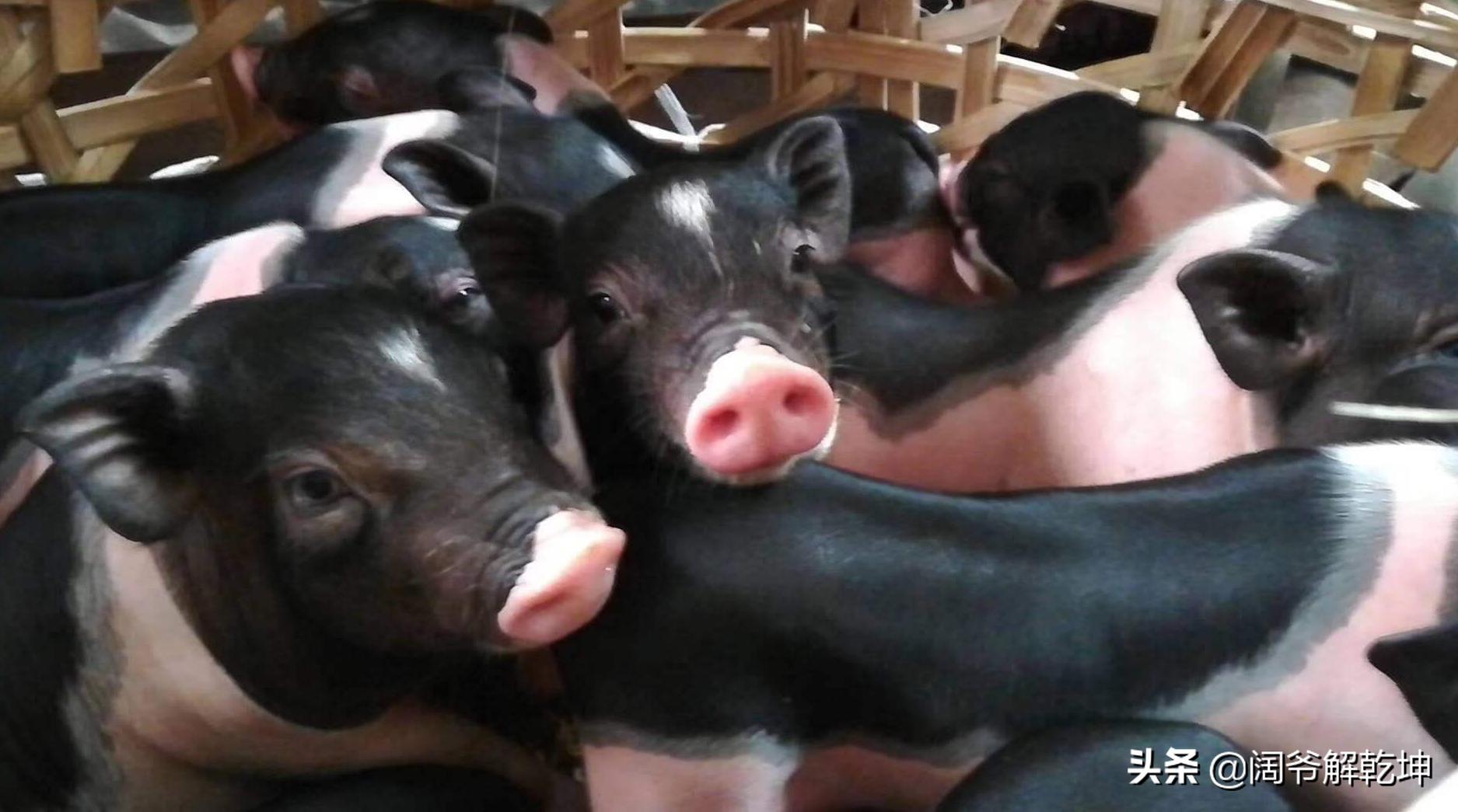 十二生肖明日运势提前分享,属猪属鸡人的今日运势