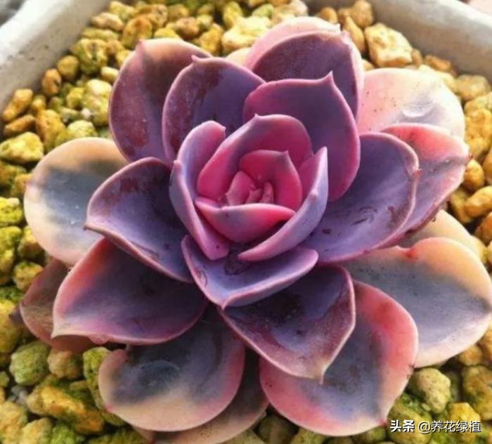 公共楼顶养多肉怎么防盗,多肉放楼顶会不会夏天晒死