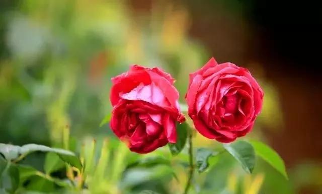 每天学习一点点——100种玫瑰品种科普