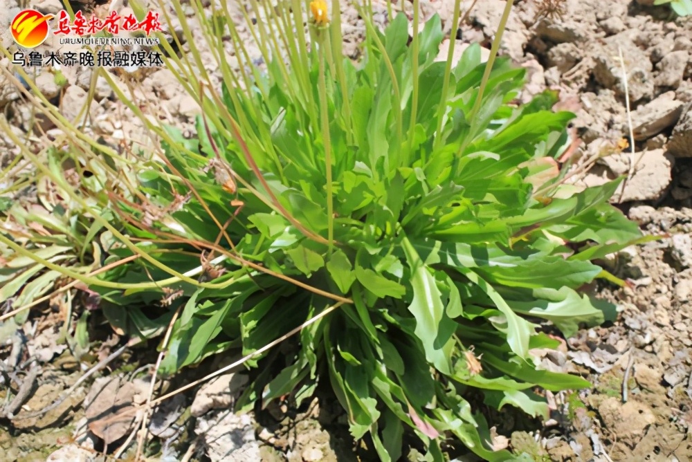 一棵草真实故事,橡胶草的传说故事