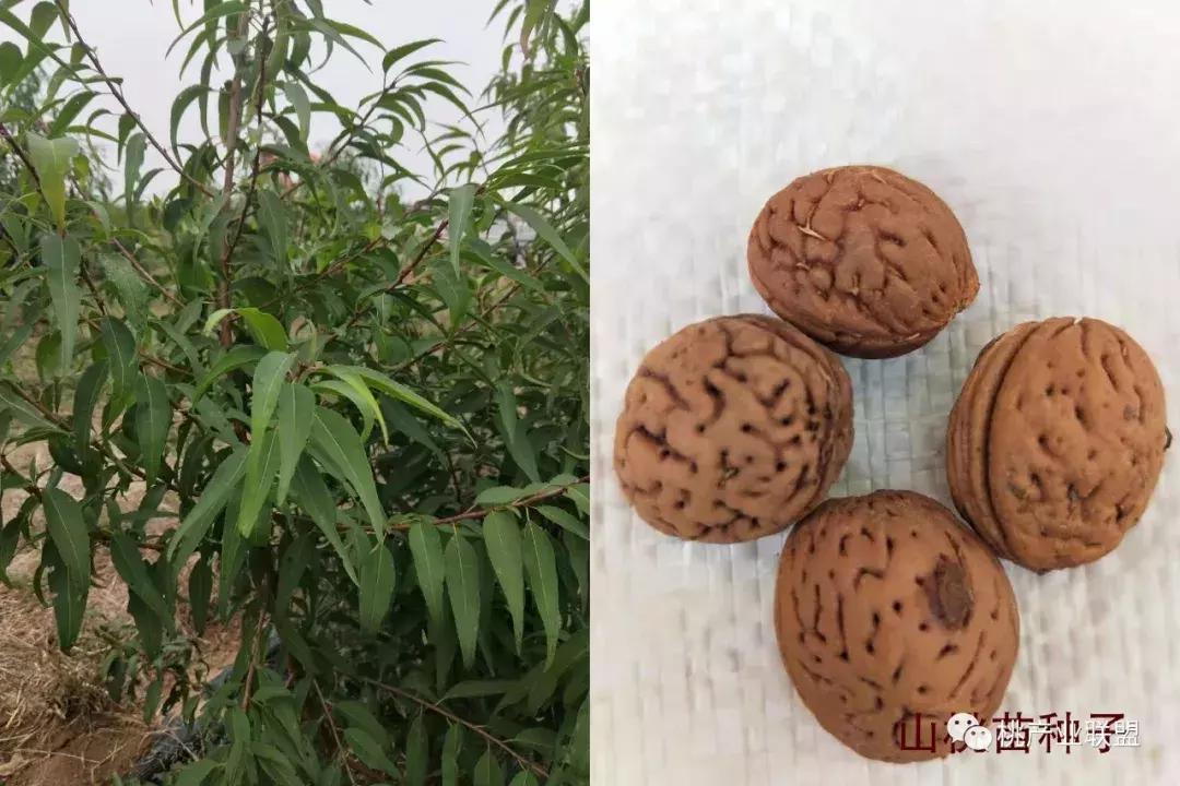 桃树砧木怎么区别,桃树最好的砧木是什么