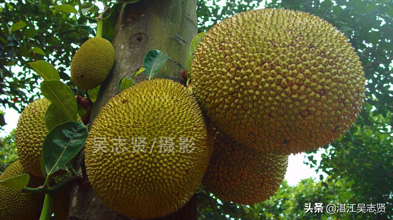 什么方法可以让菠萝蜜果肉熟得快,剥好的菠萝蜜如何存储变甜