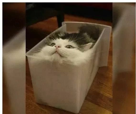 猫咪随时随地都能睡着的神奇生物,猫咪是一种特殊的液体你知道吗