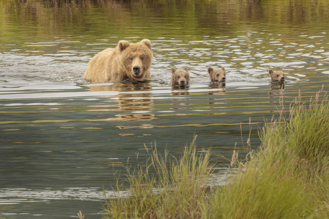 缇庡浘娆ｈ祻鍚儏鑴夎剦,缇庡浘ai娣峰壀
