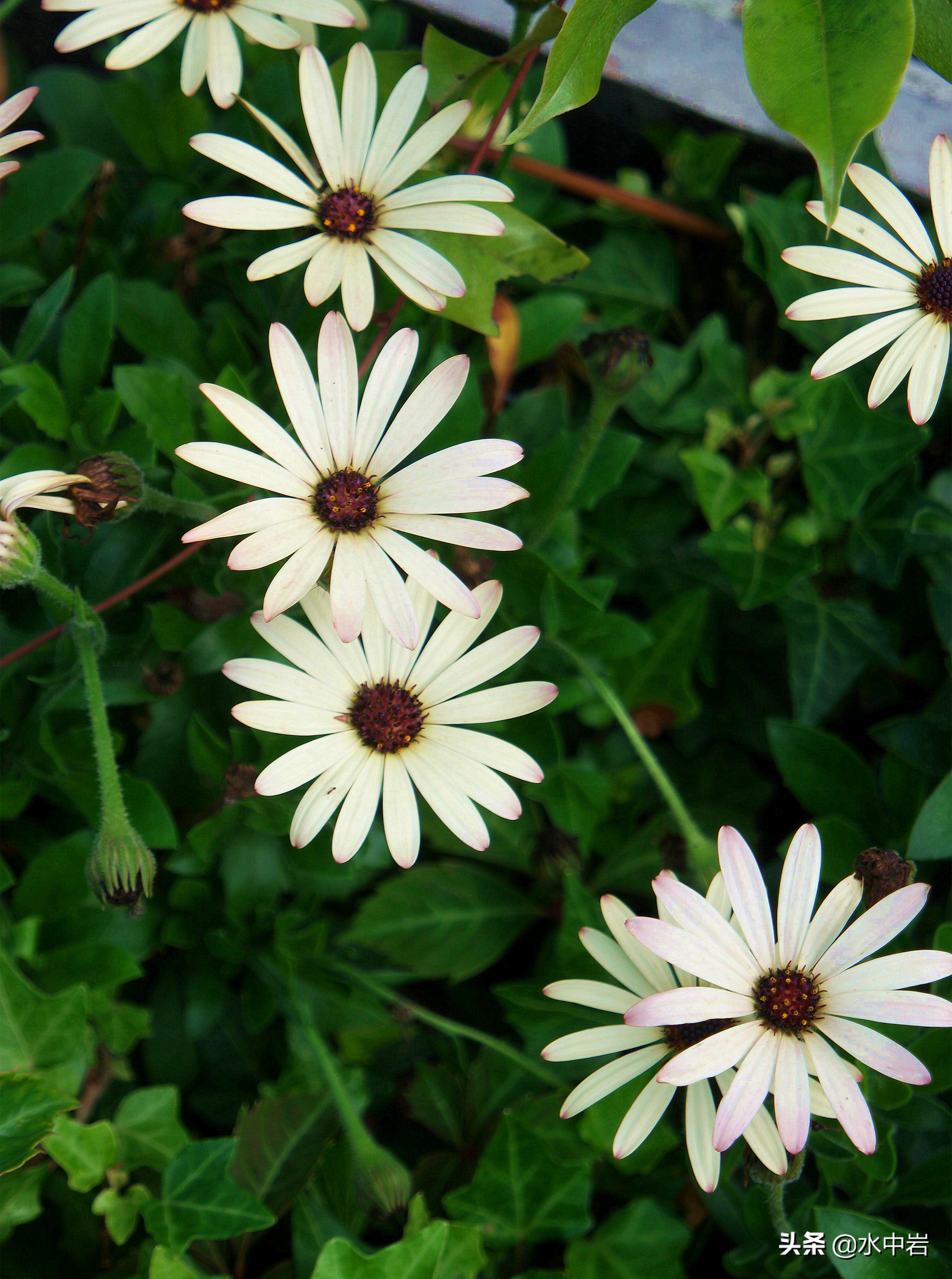 长江流域发生了几次大型洪涝灾害,江苏历史上遭遇的洪水