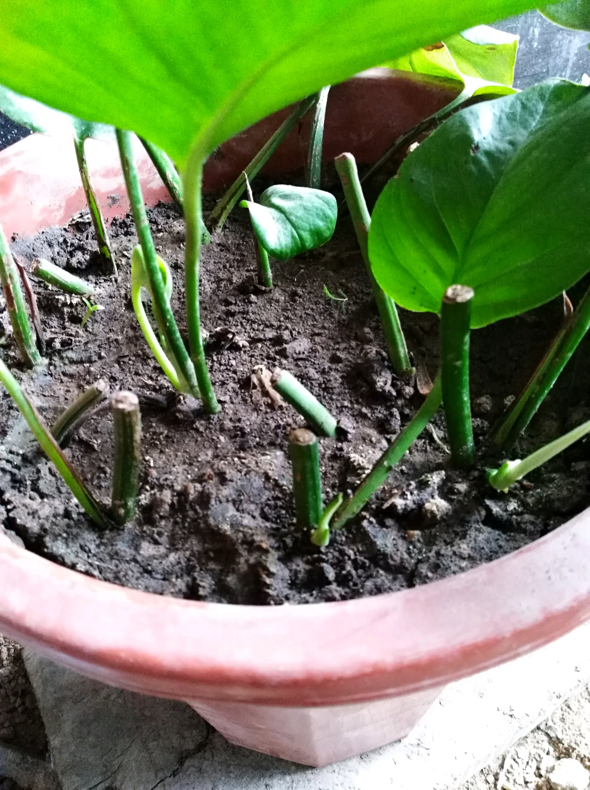 绿萝黄叶别担心，1瓶“废水”浇下去，两周生机盎然，绿油油