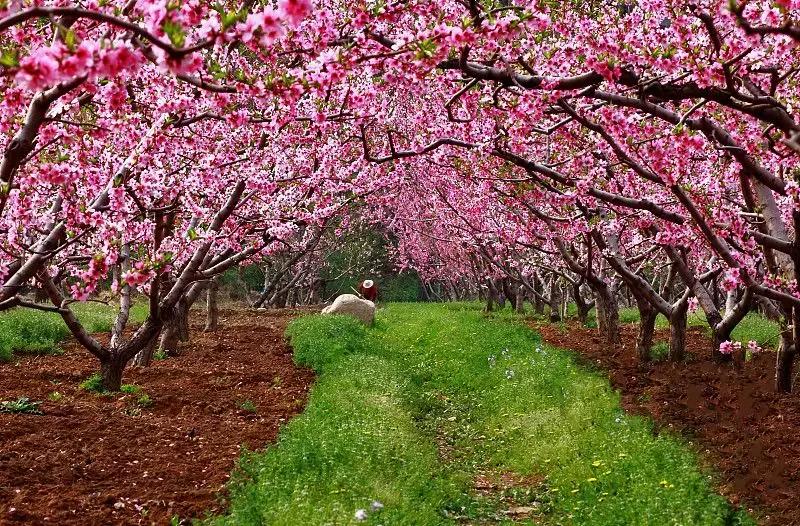 最适合赏花的花,视觉盛宴五种赏花名花供您选择