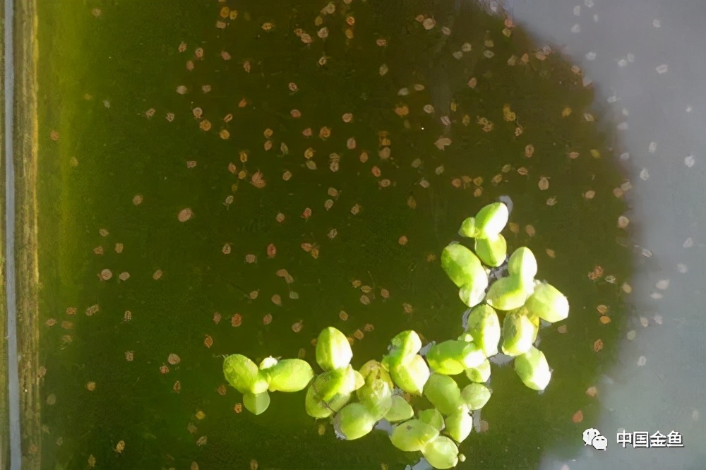 金鱼幼苗喂养正确方法,金鱼秋季繁殖小苗如何饲养