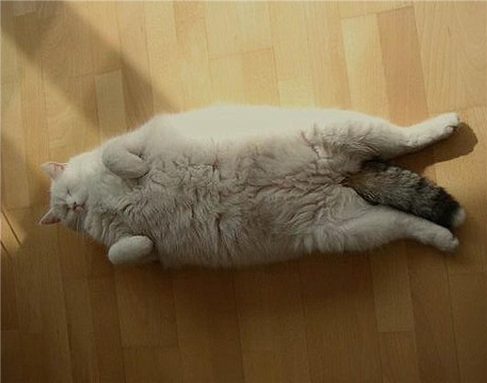 猫咪肺水肿会引起鼻支吗,猫咪肺水肿导致脏器衰竭