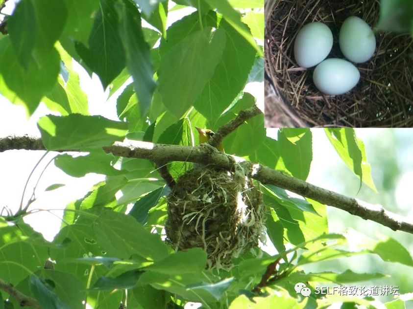 科学家如何观察植物,鸟类的研究方法