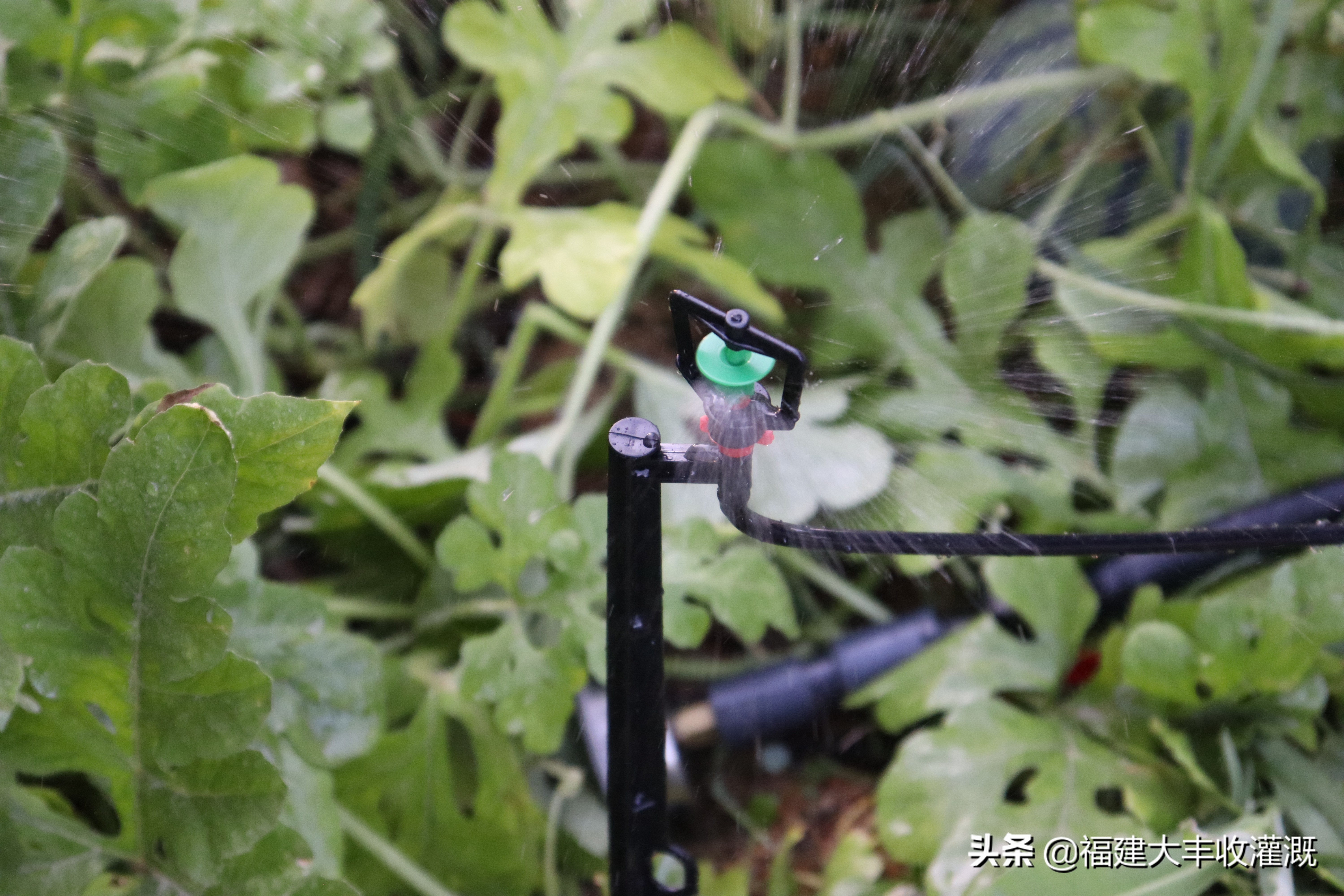 田间灌溉喷灌喷头,滴灌和喷灌微喷头